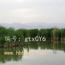 Բ