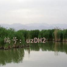 Ų