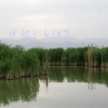 Ų