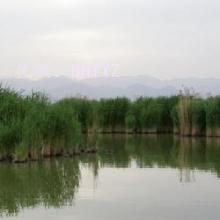 Բ