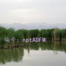 ̫