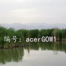 ɱ