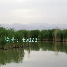̫