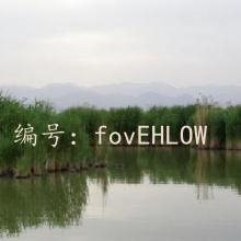 Ų